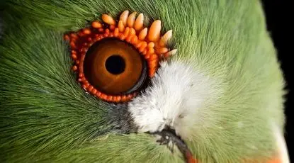 پرنده‌ای که زیباترین چشم را دارد