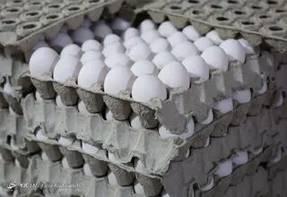 نگرانی مبنی بر تامین تخم مرغ وجود ندارد