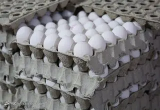 نگرانی مبنی بر تامین تخم مرغ وجود ندارد