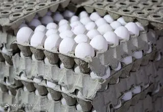 نگرانی مبنی بر تامین تخم مرغ وجود ندارد