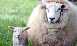عکس های عجیب از گوسفندی که بچه انسان زایید