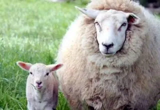 عکس های عجیب از گوسفندی که بچه انسان زایید