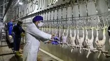 قطع برق و گرما وزن مرغ‌ها را کم کرد