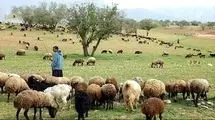 تامین ۲۵ درصد گوشت قرمز مورد نیاز کشور توسط جامعه عشایر