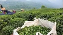 واریز ۲۰۰ میلیاردتومان برای چایکاران تا هفته آینده