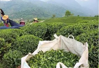واریز ۲۰۰ میلیاردتومان برای چایکاران تا هفته آینده