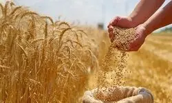  واریز ۷۳.۴ همت دیگر از مطالبات گندم‌کاران