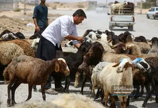 اعلام جدول قیمت دام زنده؛ هر کیلو گوسفند زنده ۳۶۰ هزار تومان!
