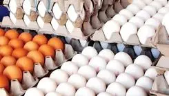 قیمت جدید تخم مرغ رسماً اعلام شد (۱۲ بهمن)