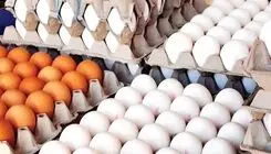 قیمت جدید تخم مرغ رسماً اعلام شد (۱۲ بهمن)