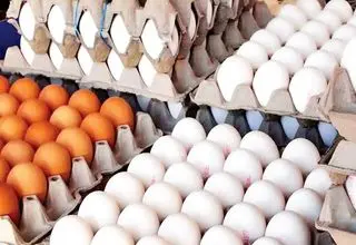 قیمت جدید تخم مرغ رسماً اعلام شد (۱۲ بهمن)