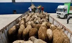 کشف ۵۵۴ راس دام قاچاق در نوار مرزی هنگ بانه