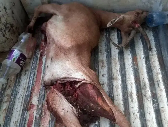 انهدام باند مخوف شکار و قاچاق حیات وحش فارس