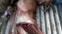 انهدام باند مخوف شکار و قاچاق حیات وحش فارس