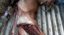 انهدام باند مخوف شکار و قاچاق حیات وحش فارس