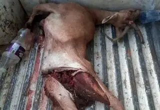 انهدام باند مخوف شکار و قاچاق حیات وحش فارس