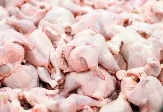 قیمت مرغ نباید بیش از ۲۶۰ هزار تومان برای مصرف‌کننده باشد