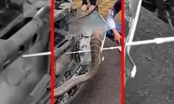  بیرون کشیدن مار سه متری از داخل موتور یک ماشین در تایلند+فیلم 
