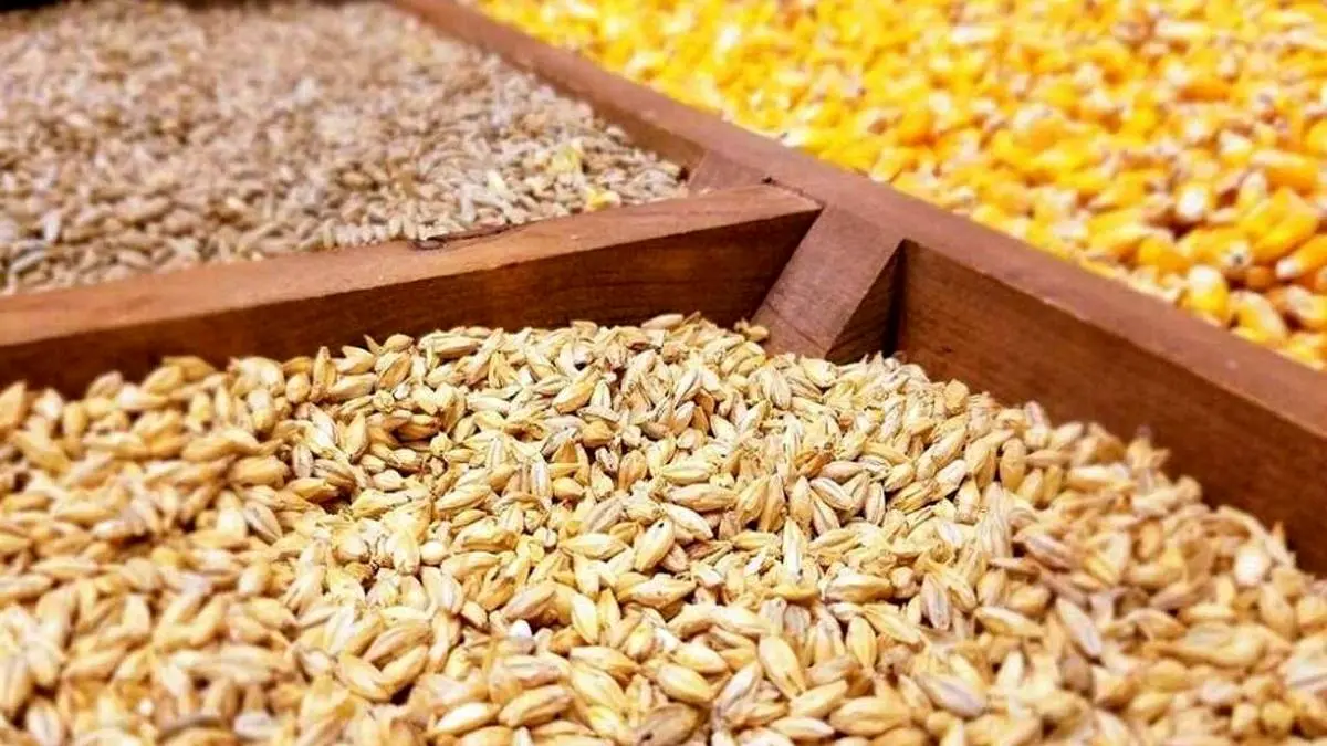کاهش جمعیت دامی قیمت گوشت را بالا میبرد