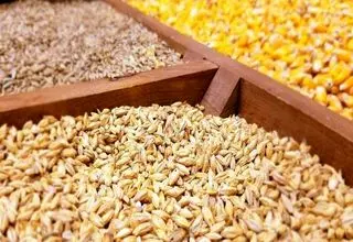 کاهش جمعیت دامی قیمت گوشت را بالا می‌برد