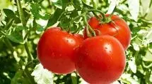 گوجه فرنگی تا ۱۰ روز آینده ارزان می‌شود
