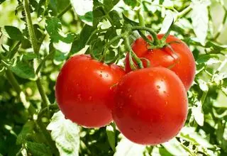 گوجه فرنگی تا ۱۰ روز آینده ارزان می‌شود