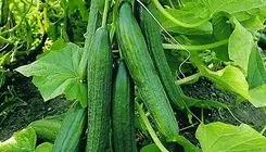 رصد بازار میوه و سبزیجات؛ خیار هر کیلو ۵۴ تا ۶۵ هزار تومان