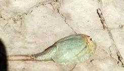 کشف فسیل زنده در تالاب بین‌المللی هامون