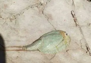 کشف فسیل زنده در تالاب بین‌المللی هامون