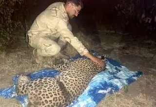 نجات یک قلاده پلنگ در آستار