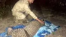 نجات یک قلاده پلنگ در آستار