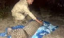 نجات یک قلاده پلنگ در آستار