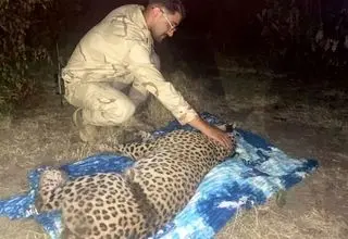 نجات یک قلاده پلنگ در آستار