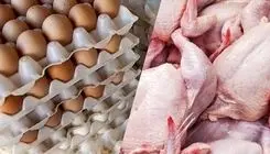 وعده های حمایت دولت از مرغداران تحقق نیافت