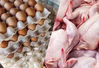 وعده های حمایت دولت از مرغداران تحقق نیافت