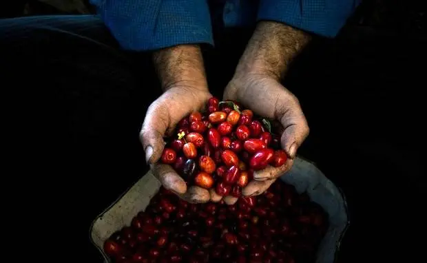 میوه کوچک با قدرت شگفت‌انگیز برای سلامت بدن