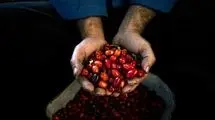 میوه کوچک با قدرت شگفت‌انگیز برای سلامت بدن