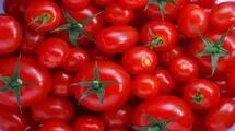 بازار گوجه فرنگی متعادل می‌شود