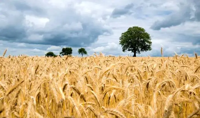 کوهی از کالای اساسی راهی ایران میشود