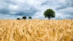 کوهی از کالای اساسی راهی ایران می‌شود