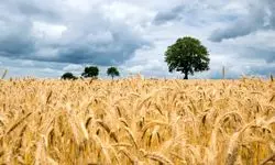 کوهی از کالای اساسی راهی ایران می‌شود