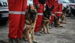 سگ‌های زنده‌یاب هلال‌احمر به سامانه‌های هوشمند رصد و پایش عملیاتی تجهیز شدند