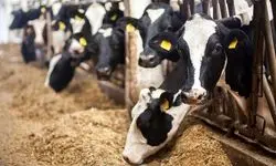 کاهش قیمت گوشت به دلیل عدم توان خرید مردم؛ مشکل اصلی، تامین سرمایه در گردش تولیدکنندگان است