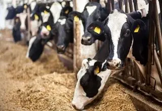 کاهش قیمت گوشت به دلیل عدم توان خرید مردم؛ مشکل اصلی، تامین سرمایه در گردش تولیدکنندگان است