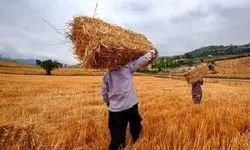 امسال میزان خرید تضمینی گندم ماه نسبت به پارسال بیشتر است