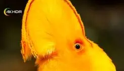 شبکه فراتر «رقص با پرندگان» را روی آنتن می‌برد