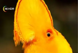 شبکه فراتر «رقص با پرندگان» را روی آنتن می‌برد