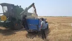 حساب گندم‌کاران شارژ شد