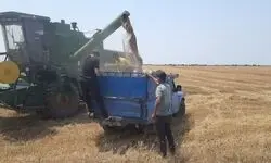 حساب گندم‌کاران شارژ شد
