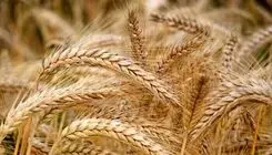 پیش‌بینی تولید ۱۳ میلیون و ۵۰۰ هزار تن گندم در کشور 